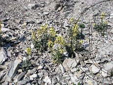 Левкой душистый 002